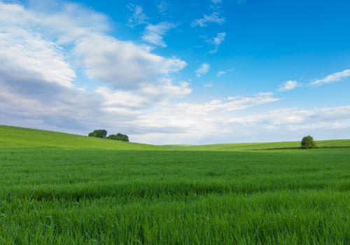 placeholder landscape