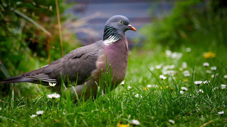 A wood pigeon with grey and pink plumage, green neck patch, and orange beak, stands in vibrant green grass with white daisies.