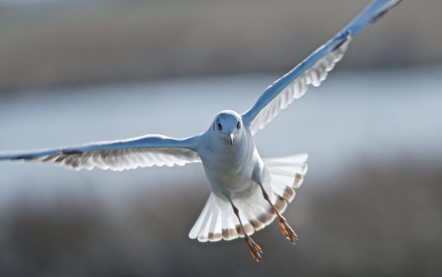 Seagull ©Nick Burton